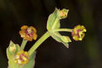 Florida pineland spurge